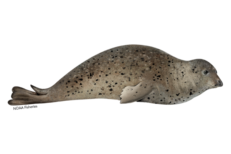 640x427-spotted-seal.png