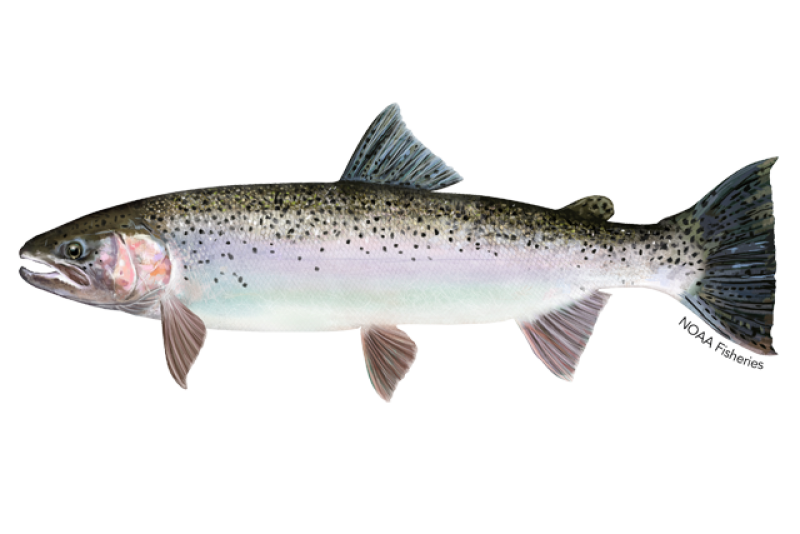 Drawing of a Steelhead Trout in profile