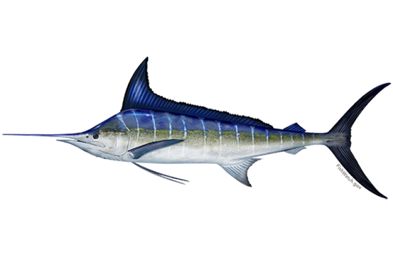 Striped Marlin  NOAA Fisheries