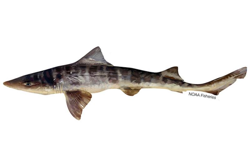 640x427-striped-smoothhound-shark.jpg
