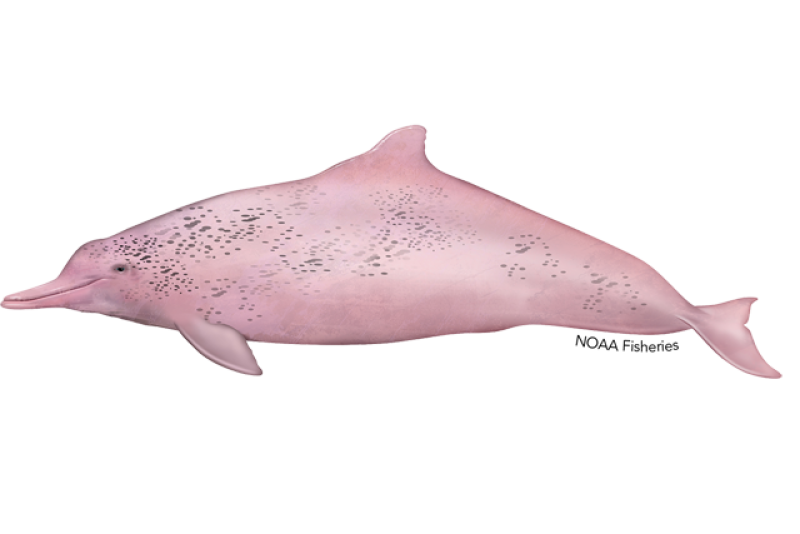 Illustration of Indo-Pacific Humpback Dolphin. Credit: Jack Hornady.