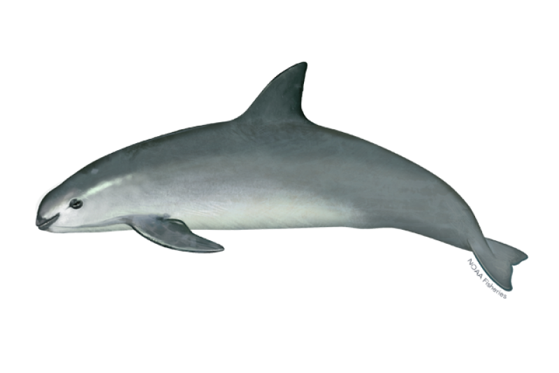 Four Research Porpoises Only