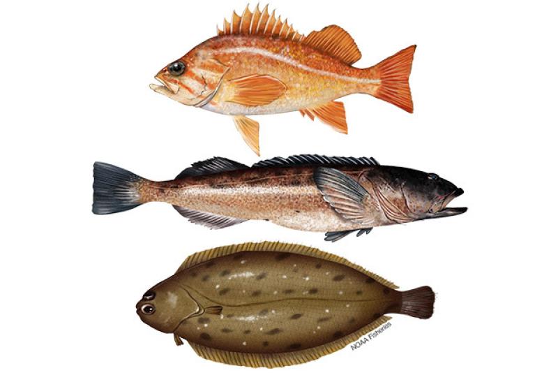 Illustration of West Coast groundfish species canary rockfish, lingcod, and Dover sole. Credit: Jack Hornady.