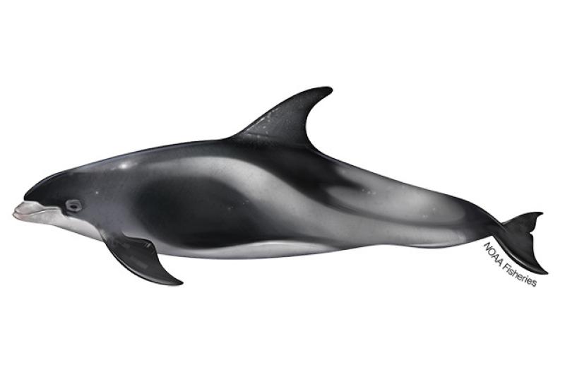 640x427-White-Beaked-Dolphin.jpg