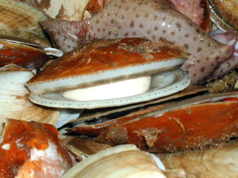 640x479-scallops-GARFO.jpg