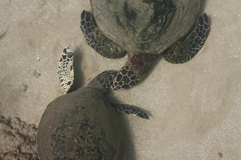 Two Hawaiian hawksbills interacting on beach.