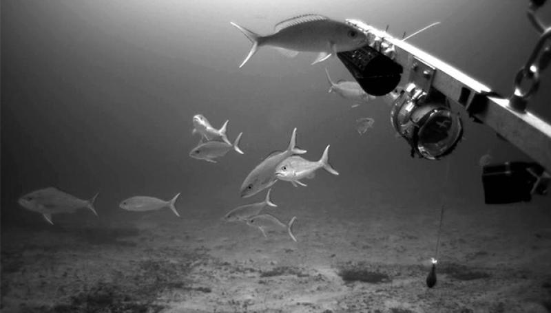 650x370-PIFSC-MOUSS-opakapaka-pink-snapper.jpg