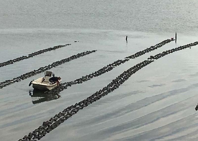 700x500bagged_oysters.jpg