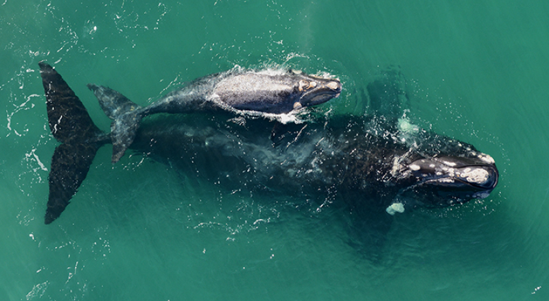 A right whale and calf seen from above