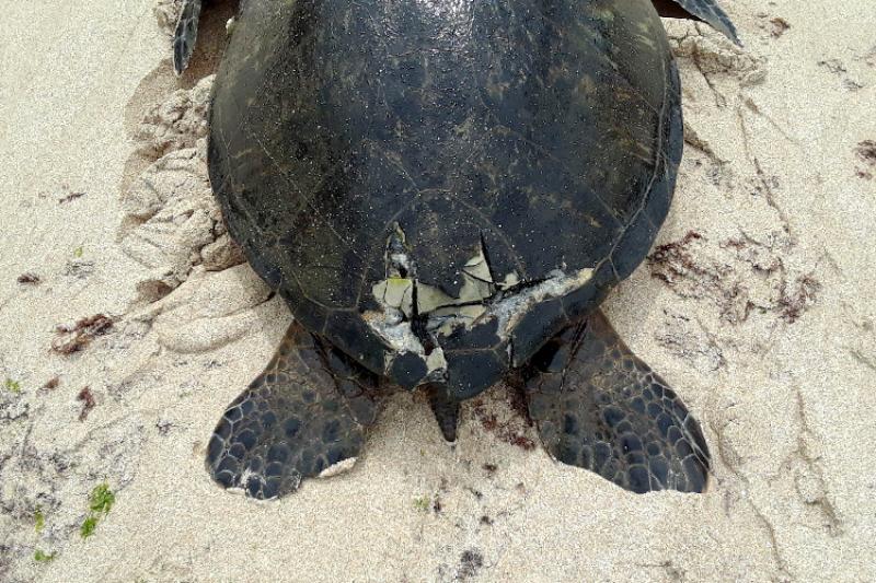 Injured green sea turtle with a cracked shell damaged from a boat.