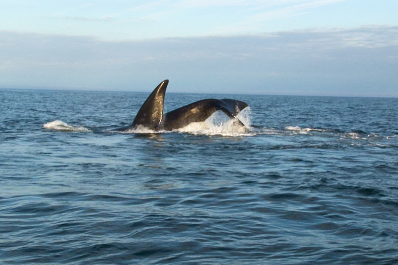 North Atlantic right whale diving.