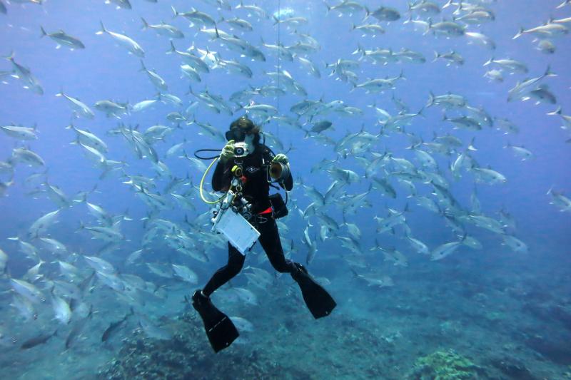 Survey diver with camera and other gear underwater and surrounded by Caranx sexfasciatus fish.