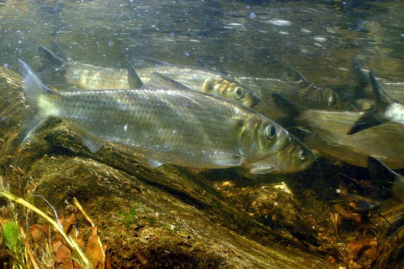 750x500-alewives.jpg