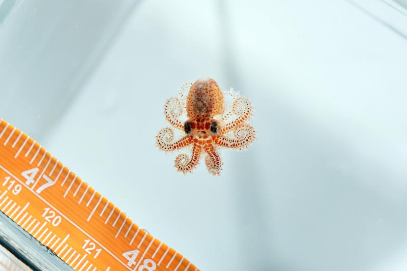 750x500-baby-octopus.jpg