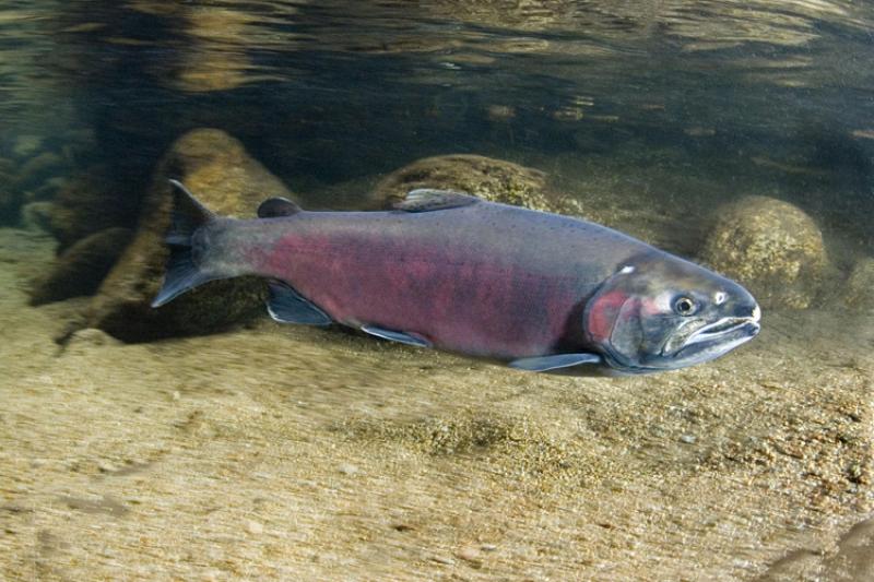 Coho salmon with pinkish gray body swimming. Background of sand and rocks looks blurred. 