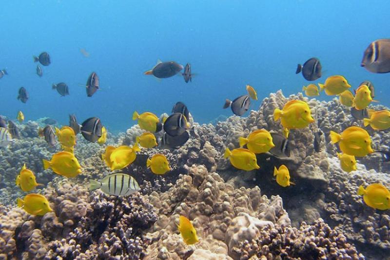 750x500-essential-fish-habitat-reef-kona-NOAA-PIRO.jpg