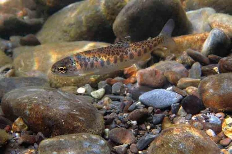 Juvenile steelhead swimming along a rocky riverbed