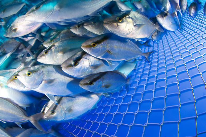 750x500-kanpachi-open-ocean-net-pen-Blue-Ocean-Mariculture.jpg