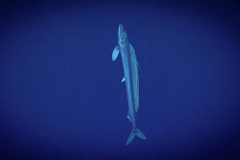 Lancetfish in deep waters