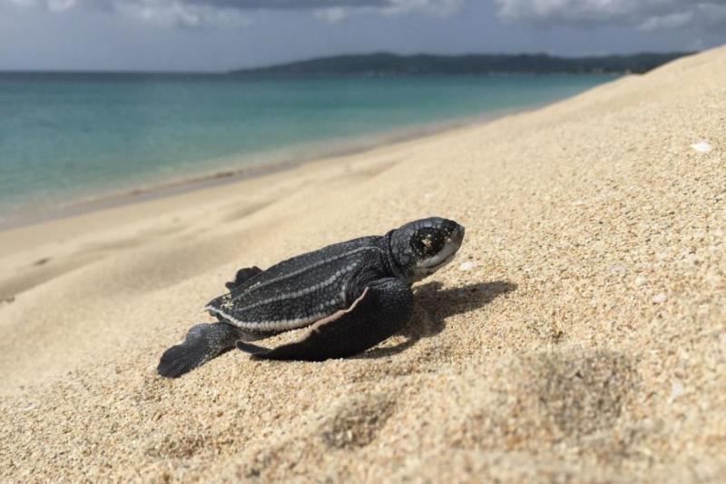 750x500-leatherback-Hatchling-Sandy-Point-NWR-USFWS-Shannon-Borowy.jpg