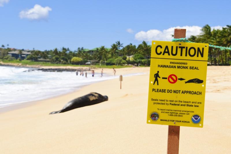 On Shipwreck Beach on the south coast of Kauai, Hawaii, an endangered Hawaiian monk seal takes a nap on the beach. The sign in the foreground instructs people to walk around the seal.