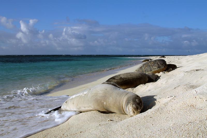 750x500-monk-seal-turtle-ffs-MS-NOAA-PIFSC.jpg