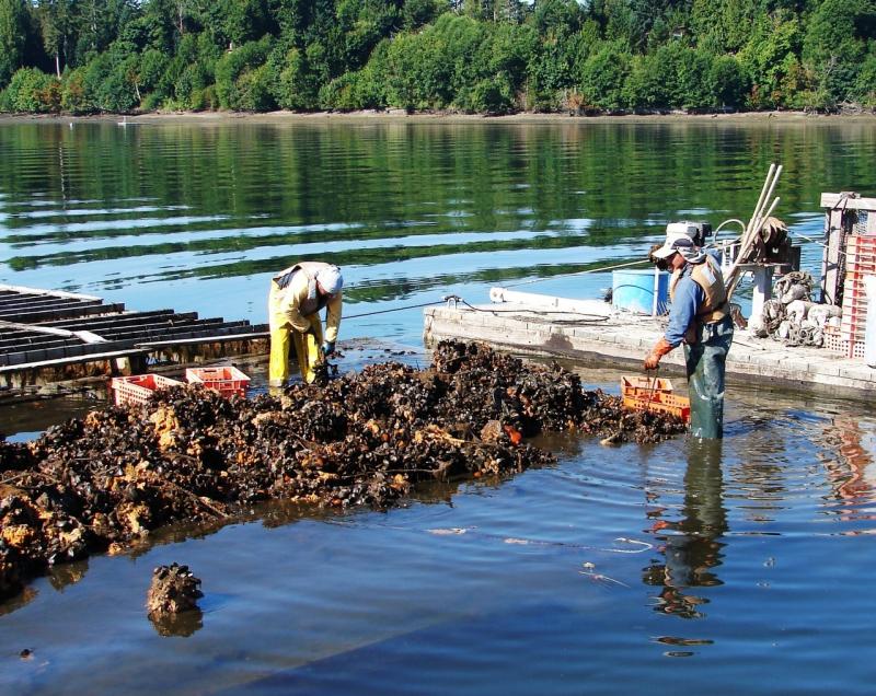 Shellfish farmers harvest mussels.