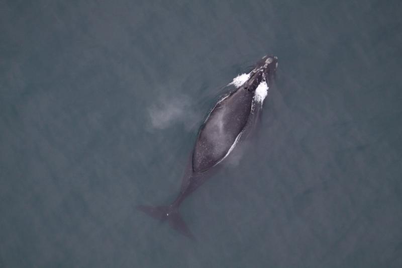 aerial photo of North Pacific right whale