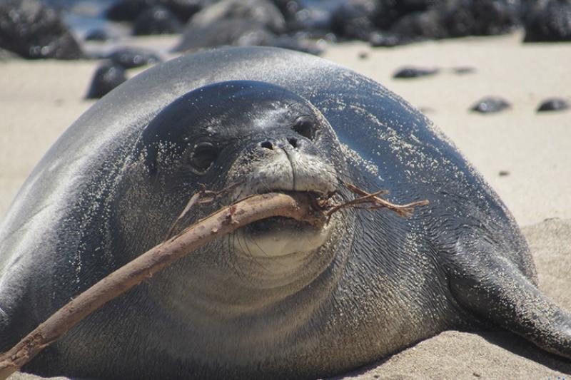 Gray Seal  NOAA Fisheries