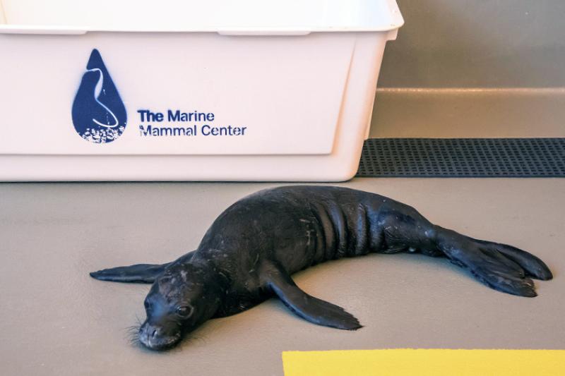 750x500-pup-kilo-resting-pen-kko-NOAA-PIRO.jpg
