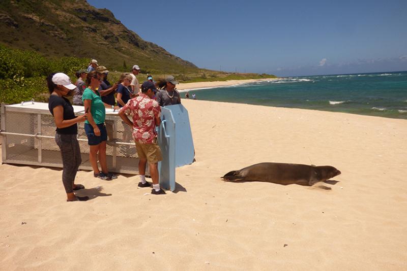 750x500-r333-monk-seal-release-PIFSC.jpg
