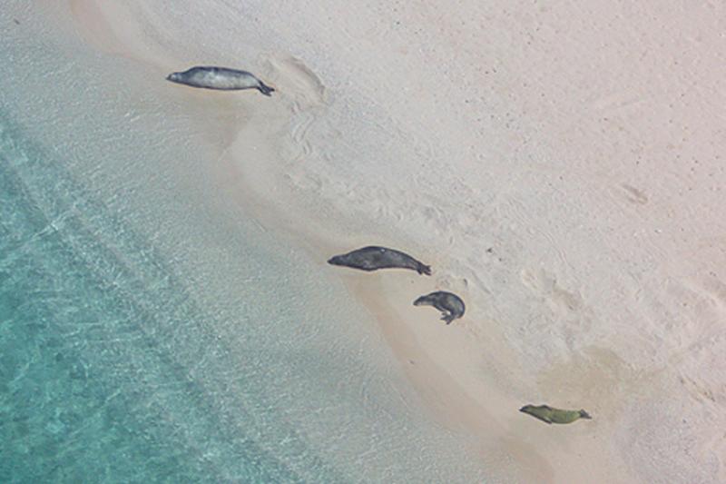 750x500-sis-hms-uas-feature-NOAA-PIRO.jpg