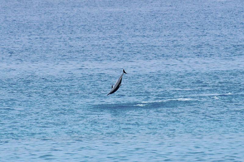 750x500-spinner-dolphin-spinning-jbc-NOAA-PIRO.jpg