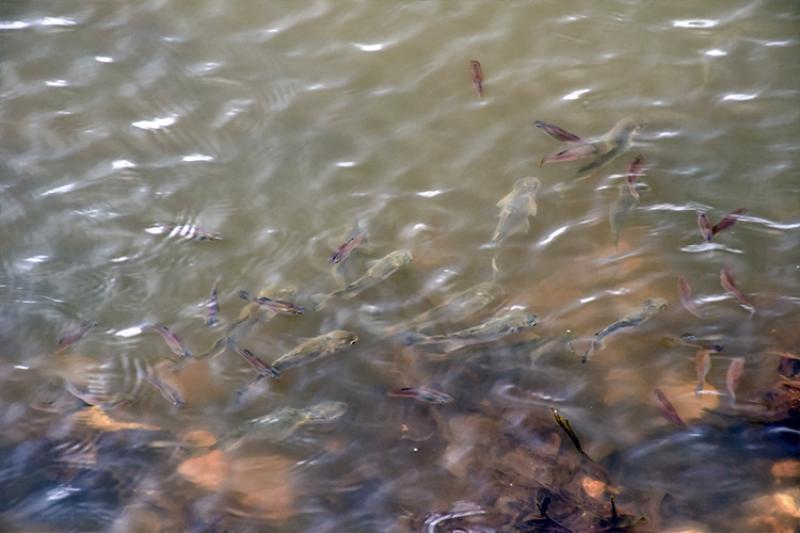 A school of swimming mullets.