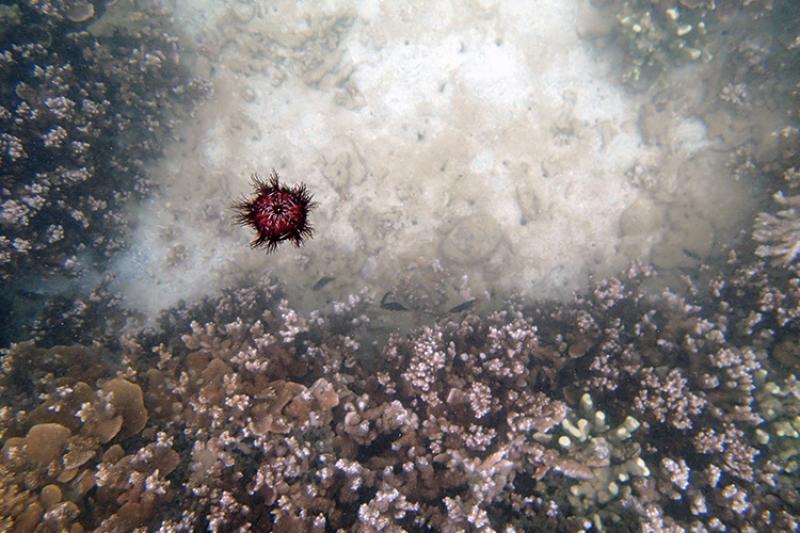 750x500-urchin-floating-towards-coral-NOAA-PIRO.jpg