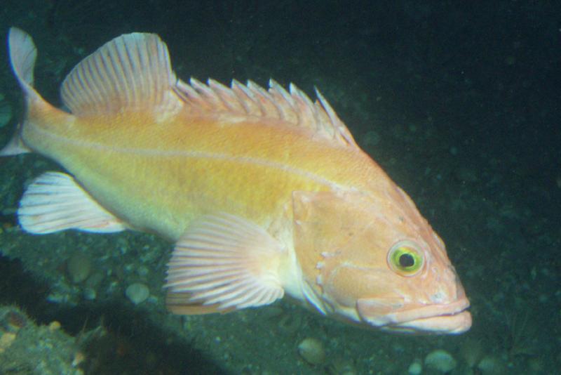 Yelloweye rockfish swimming near the ocean floor
