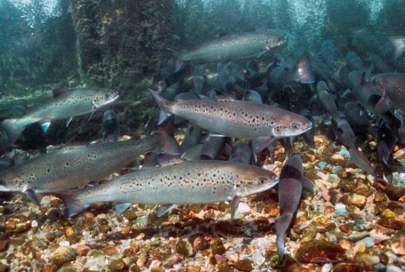 Multiple spotted Atlantic salmon fish swim above rocky floor. 