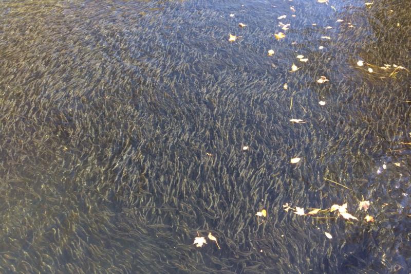 750x500_Alewives-near-Sebasticook_NOAAa.jpg