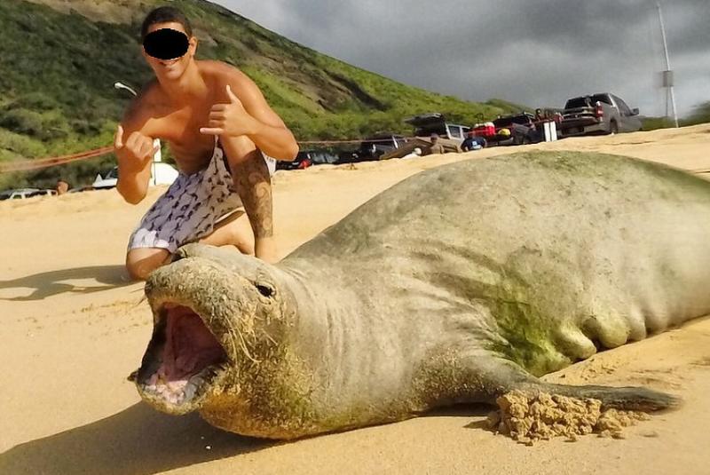 750x500_selfie_monk_seal.jpg