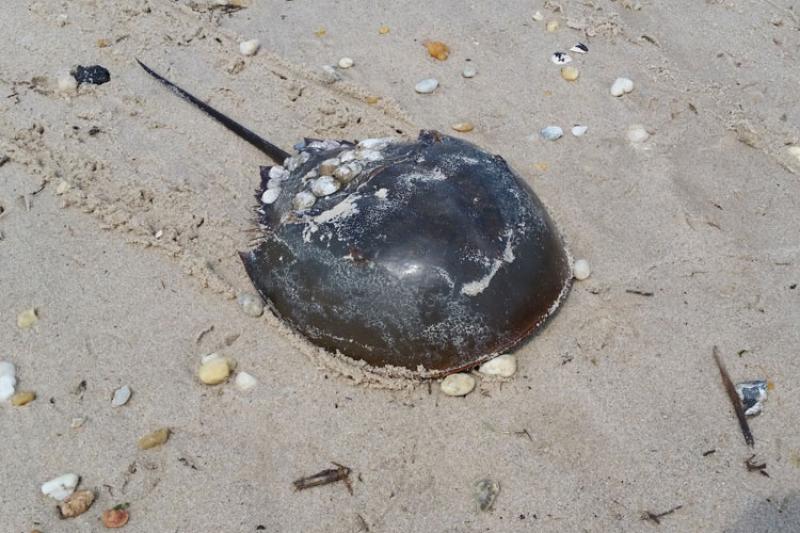 750x500_SingleHorseshoeCrab_KGreeneGARFO.jpg