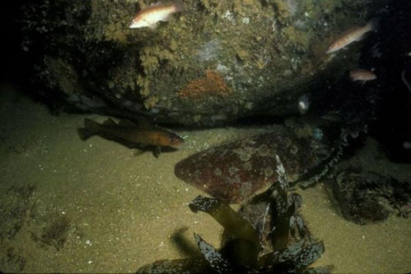 750x500_smallcodnearboulder.jpg