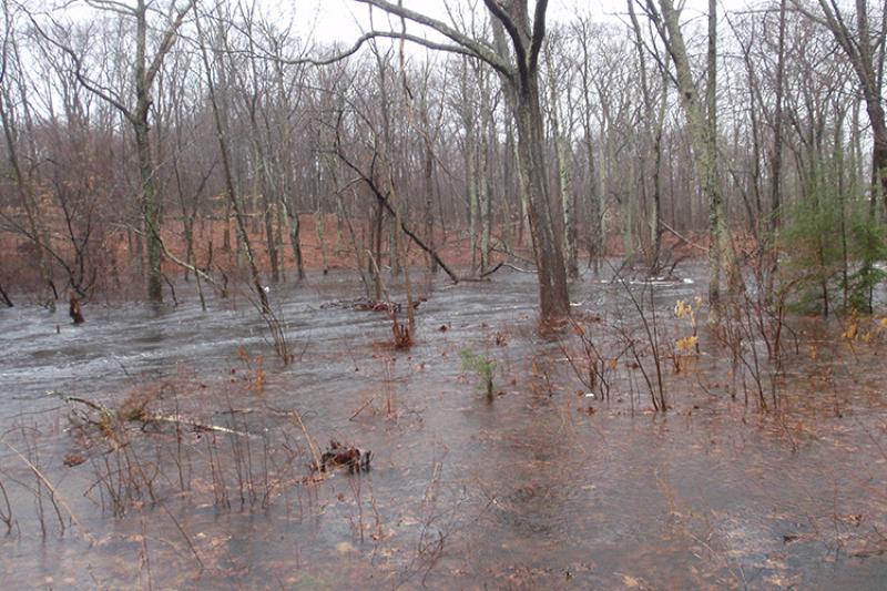 750x500FloodedForest-NOAACollins.jpg
