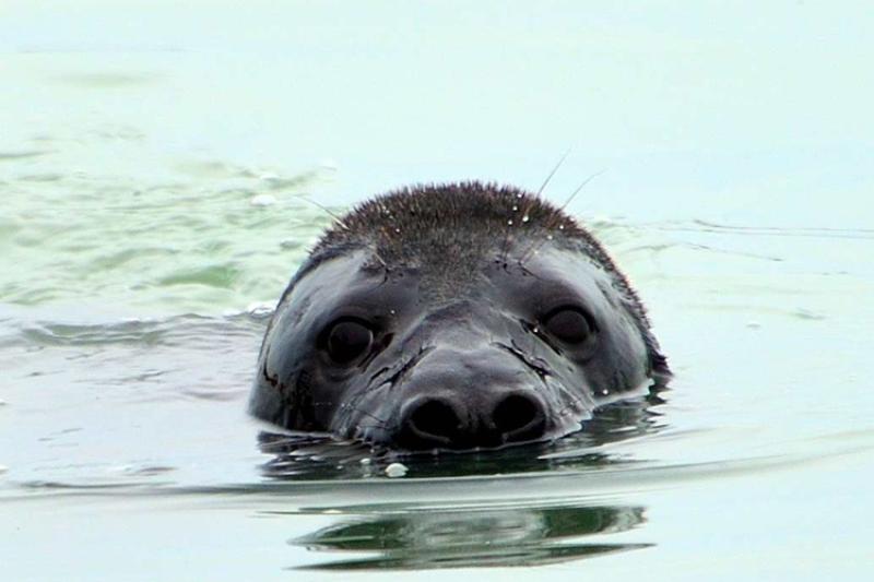 Gray Seal  NOAA Fisheries