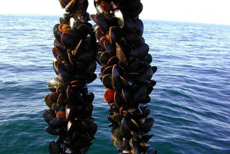 750x500longlinemussels.jpg
