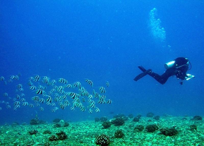 750x536-survey-diver-with-penant-fish-med-NOAA-PIFSC.jpg