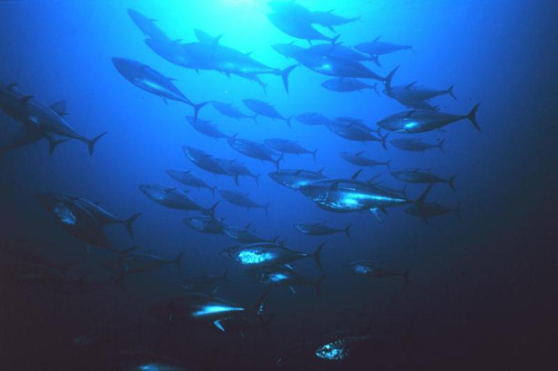 School of bluefin tuna swimming in dark ocean waters with some light coming in from above.