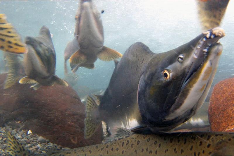A cluster of pink salmon underwater 
