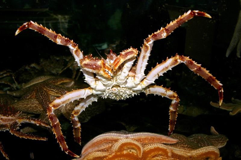 St. Matthew Blue King Crab Added To NOAA's 'Overfished' List
