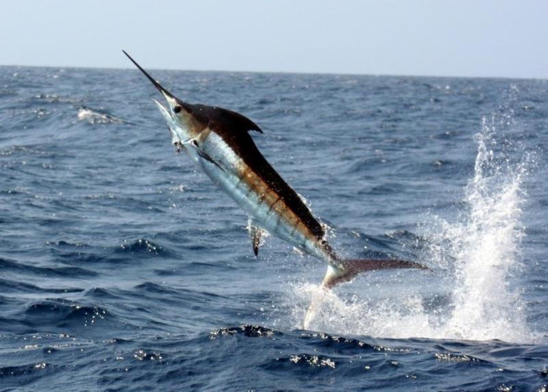 941x673-Pacific-blue-marlin-NOAA-Ken Neill.jpg