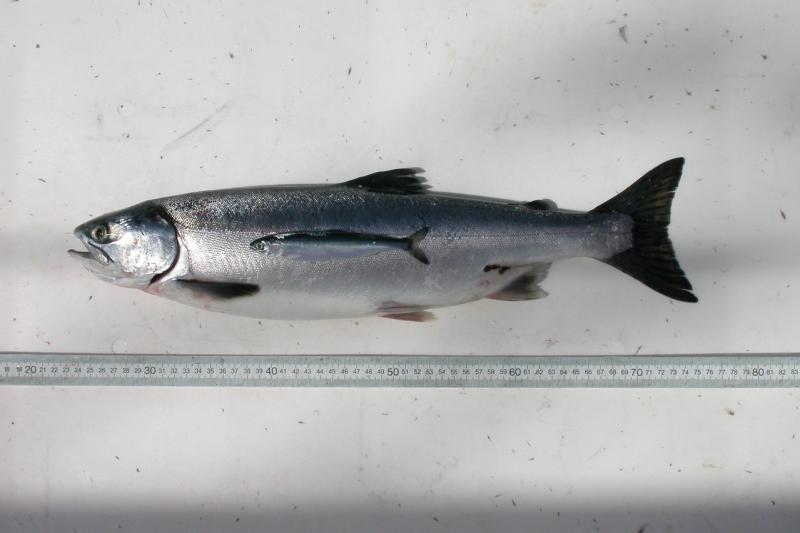 Gray fish on white background with ruler beneath it to show size